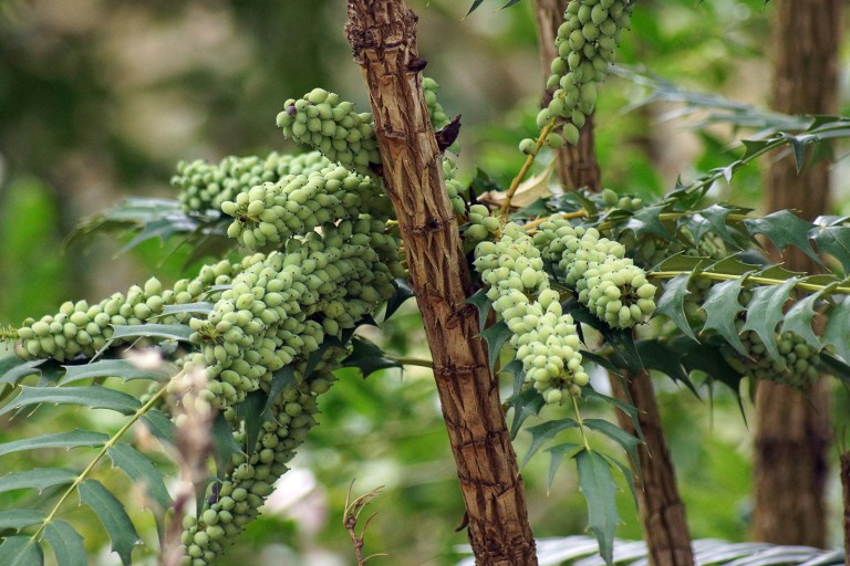 Plant in the Christchurch Botanic Gardens