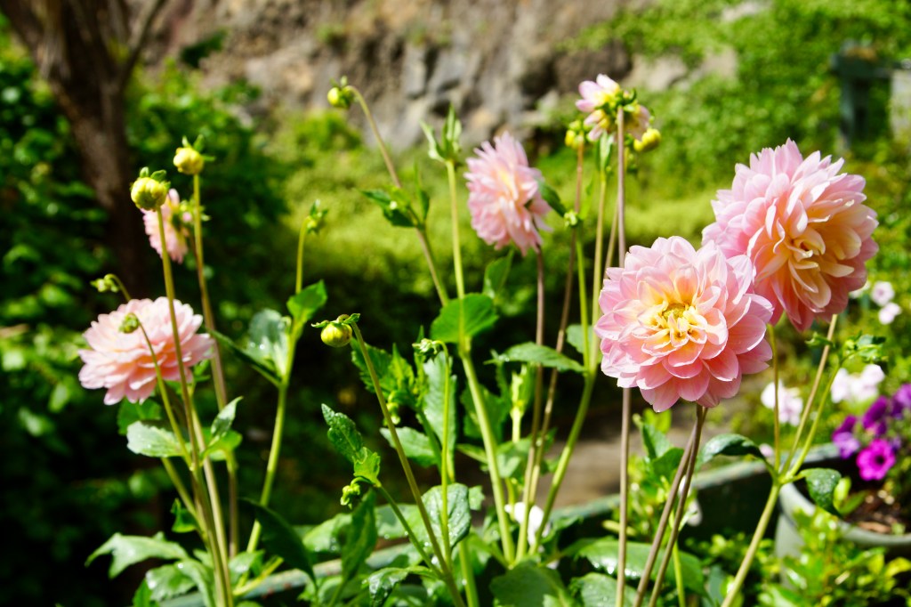 Pink dahlia flowers with lush green leaves, showcasing their beauty in a garden setting.